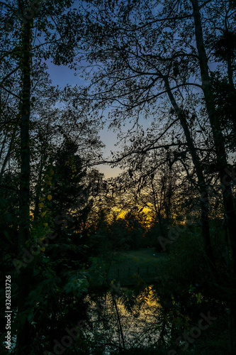 夕景と森林のシルエット（仙台・氷河期の森）