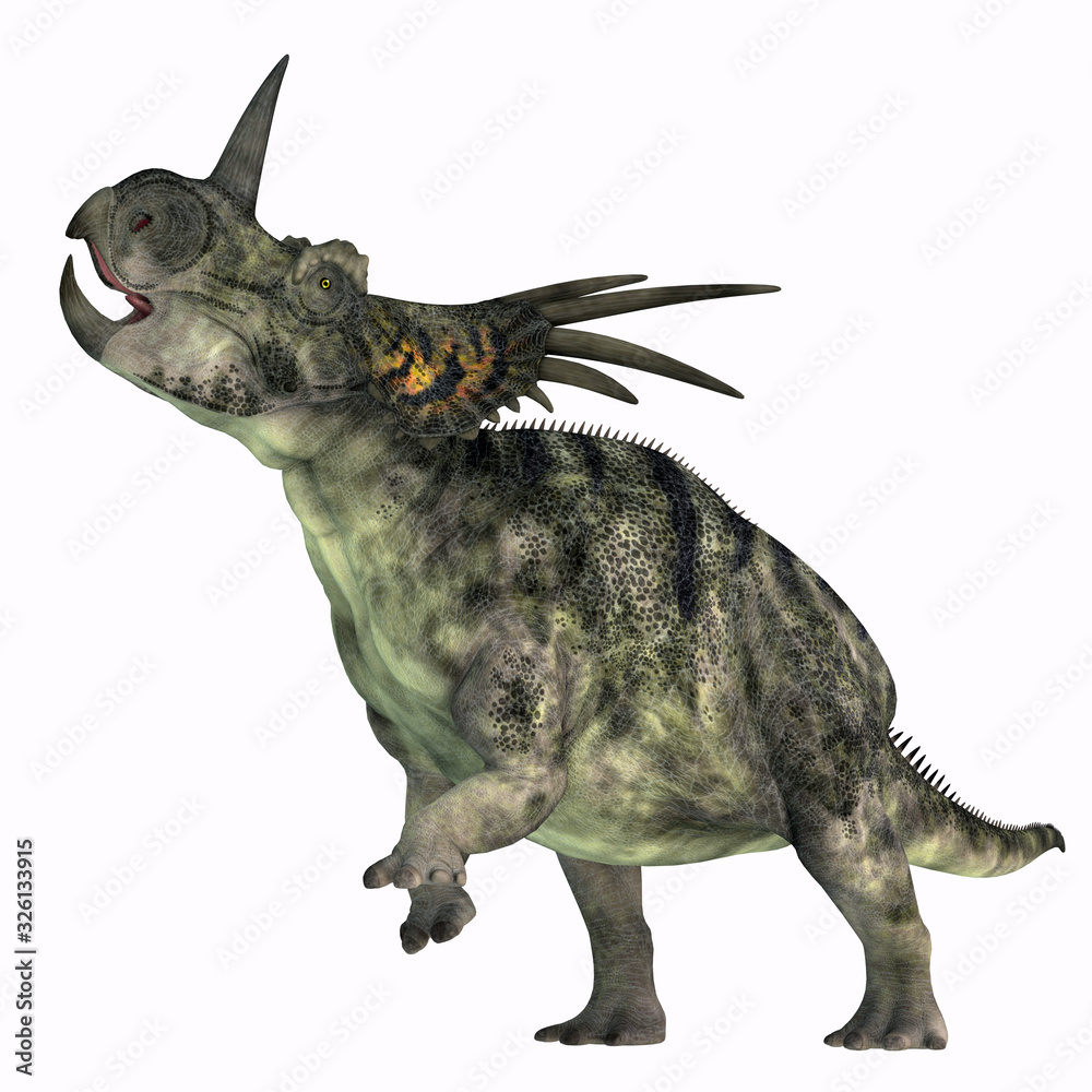 Styracosaurus Dinosaur over White - Styracosaurus was a herbivorous Ceratopsian dinosaur that lived in Canada during the Cretaceous period. Styracosaurus Dinosaur over White - Styracosaurus was a herbivorous Ceratopsian dinosaur that lived in Canada during the Cretaceous period.