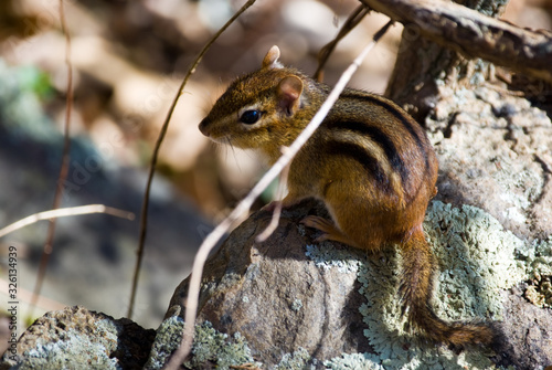 Chipmunk photo