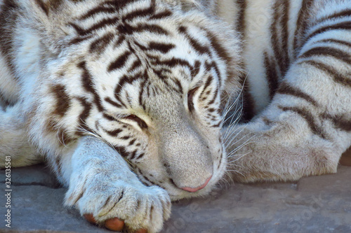 Sleeping bengal white tiger (Panthera tigris), an endangered species © The World Traveller