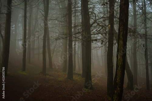 misty forest in fog
