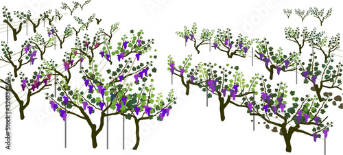 General view of group of grape vine plants in vineyard with ripe bunches of grapes and green leaves isolated on white background