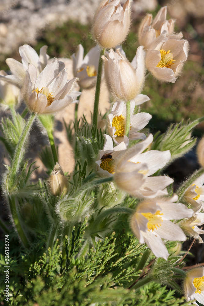 Obraz premium Pulsatilla Grandis on a meadow in the afternoon sunshine. Purple flowers on a spring meadow