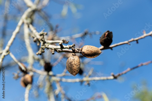 Twig with almond seeds on blue background. Fruit used in the preparation of sweets.