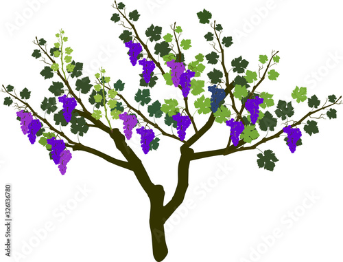 Harvest time. Grape vine plant with ripe bunches of grapes and green leaves isolated on white background