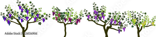 Harvest time. Set of grape vine plants with ripe bunches of grapes and green leaves isolated on white background
