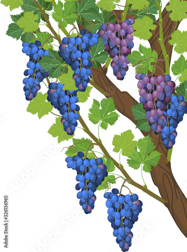 Grapevine branch with green leaves and blue bunch isolated on white background