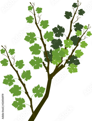 Grapevine branch with green leaves isolated on white background
