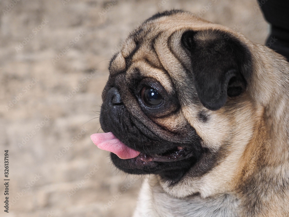 Portrait of a funny dog. Folded muzzle of a pug