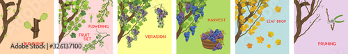 Annual growth life cycle of grapevine. Grapevine development and ripening stages