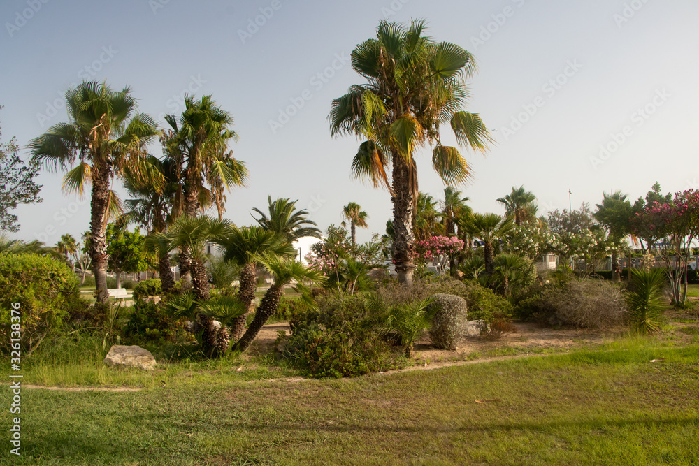palm trees in park-ibiza