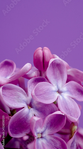 Beautiful purple lilac flowers. Macro photo of lilac spring flowers.