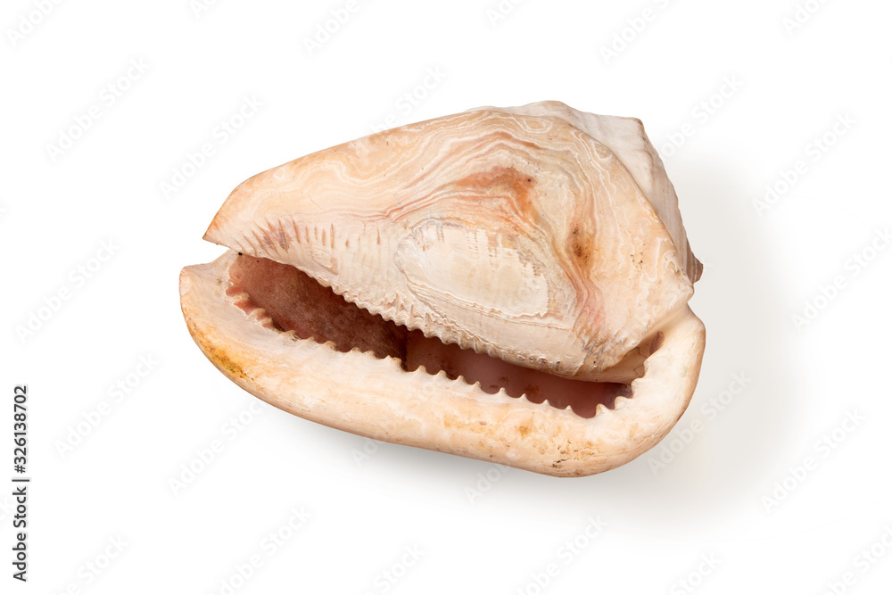 Giant shell of a sea gastropod Cassis Cornuta in pink tones isolated on white background Giant shell of a sea gastropod Cassis Cornuta in pink tones isolated on white background