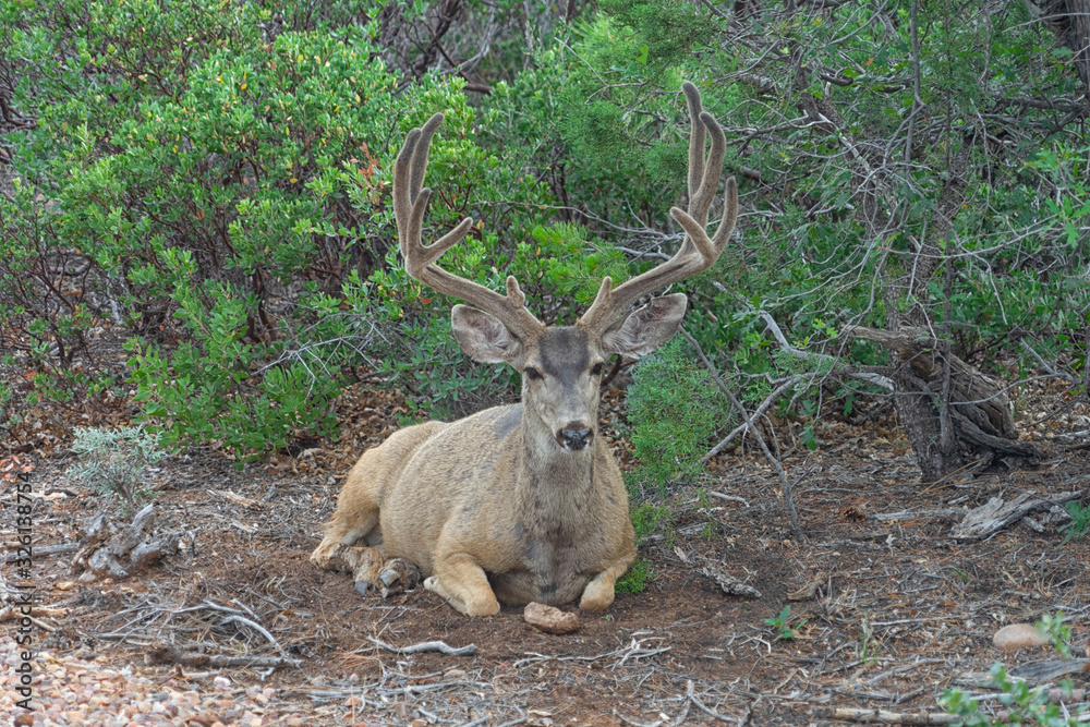 Mule Deer In Velvet Mule Deer In Velvet
