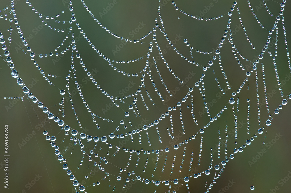 Close-up of a dew covered spiderweb revealing its patterns and details