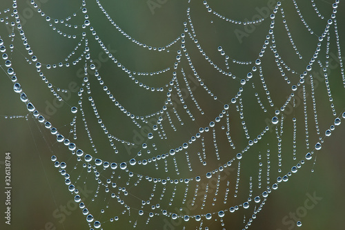 Close-up of a dew covered spiderweb revealing its patterns and details