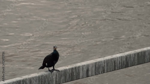 Ein Kormoran sitzt auf einer Metallstange über dem Rhein photo