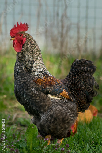 Rooster in the yard in rural environment in spring season