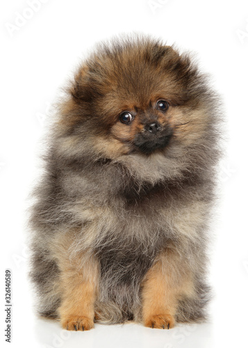 Fototapeta Naklejka Na Ścianę i Meble -  Pomeranian Spitz puppy