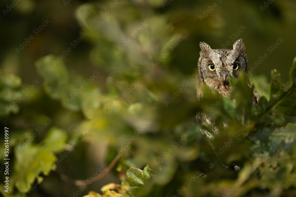 Eurasian scops owl (Otus scops) - Small scops owl on a branch in autumnal forest Eurasian scops owl (Otus scops) - Small scops owl on a branch in autumnal forest