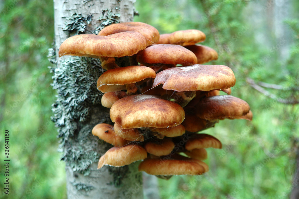 A lot of honeydew on the birch A lot of honeydew on the birch