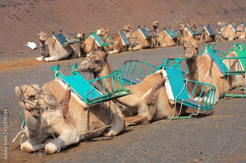 Camel Rides near Timanfaya National Park, Lanzarote photo