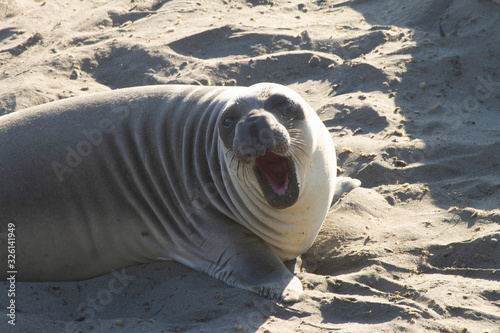 elephant seal on the beach along the California coastline