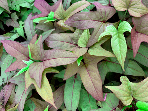 Fall leaves natural background