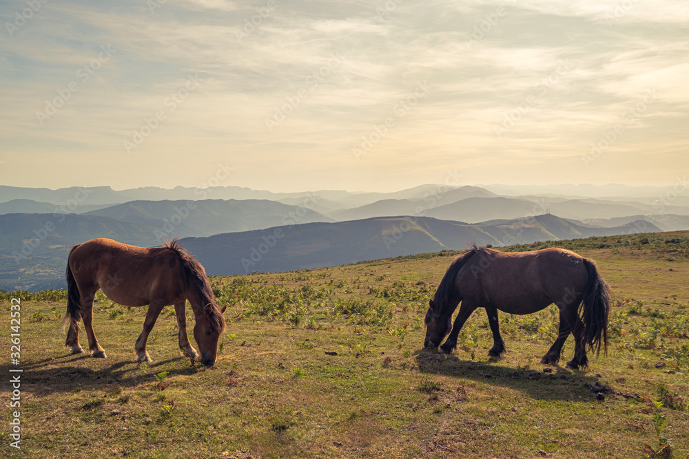 Obraz premium A couple of horses eating grass with an amazing mountains as background. Backlit silhouette of the horse in foreground.