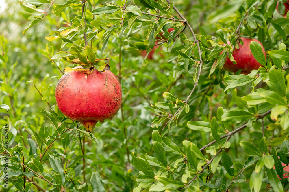 Pomegranates hanging on tree. Pomegranates hanging on tree.