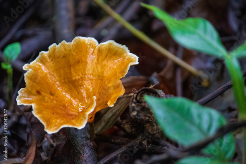 Mushroom growing in the jungle in the form of a glass, brown