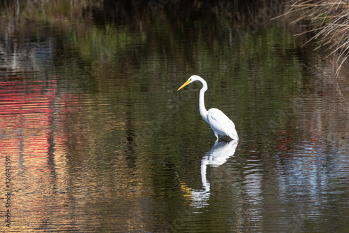 White Egret in the wetland