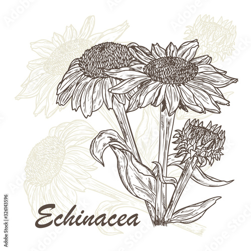 Summer Flowers. Medicinal plants Set. Echinacea Purpurea Flowers. Eastern Purple Coneflower. Alternative medicine. Biological additives are. Traditional herbal therapy. Vector illustration