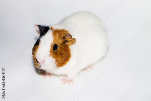 White Guinea pig on a white background with