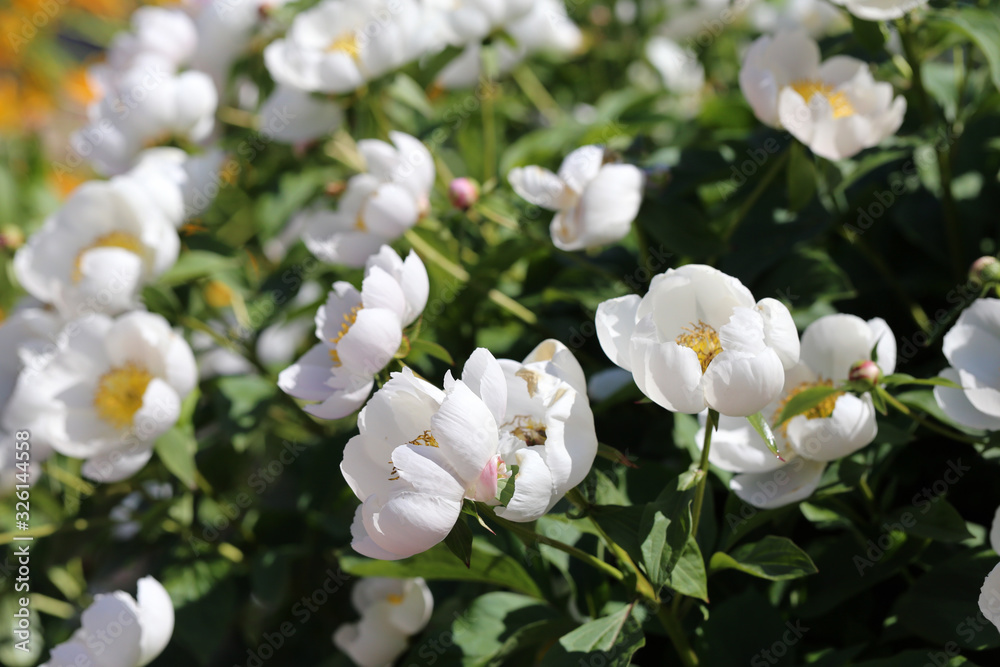Rose bush with a lot of blooming white roses. Beautiful flowers photographed during a sunny spring day in Finland. Blossoming garden flowers with a lovely scent in a closeup color image. Rose bush with a lot of blooming white roses. Beautiful flowers photographed during a sunny spring day in Finland. Blossoming garden flowers with a lovely scent in a closeup color image.
