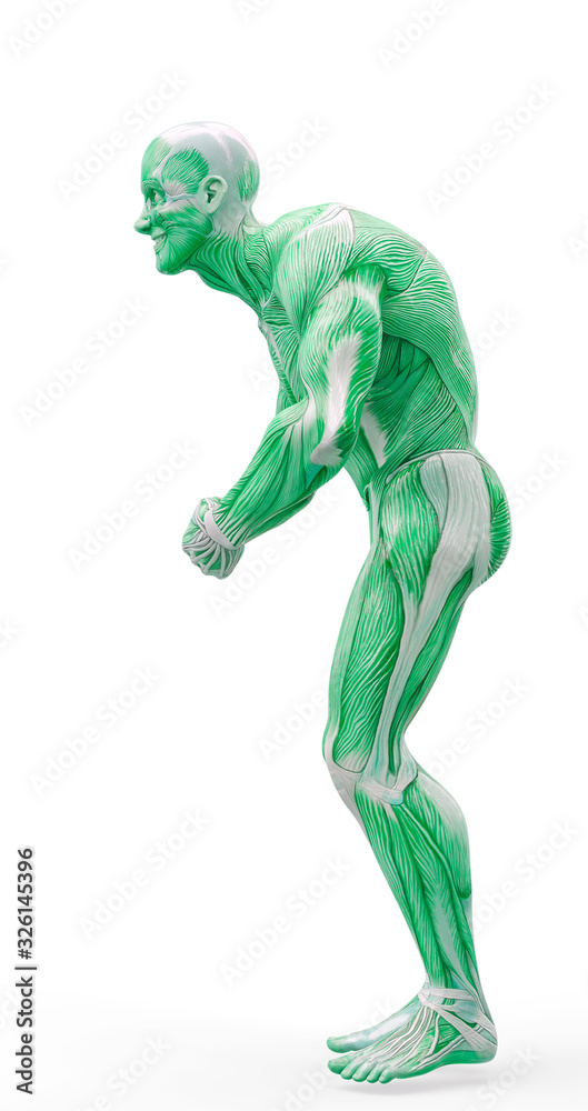 muscleman anatomy heroic body doing a bodybuilder pose seven in white background muscleman anatomy heroic body doing a bodybuilder pose seven in white background