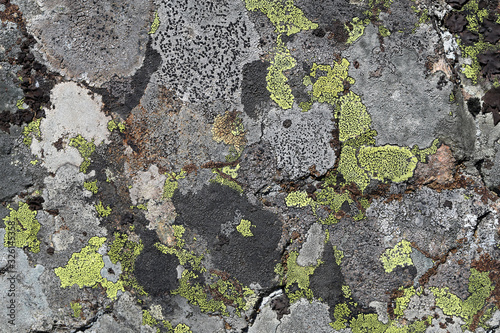 Grey stone surface covered with different grey colored lichens and moss. Beautiful closeup photo of details of the nature of Finland. Uneven surface. Color image.
