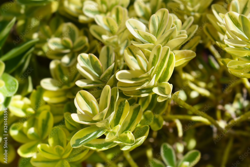 Variegated Hebe Variegated Hebe