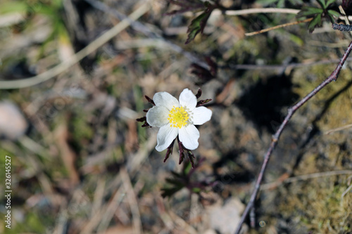 Small white wood anemore / windflower / thimbleweed / smell fox flower in a closeup. Early-spring flowering cute little plant photographed in Finland. Sunny spring day. Color closeup image. photo