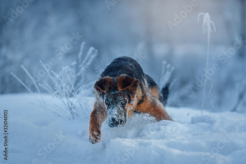 Young cute german shepherd male dog portrait at snow at the winter photo