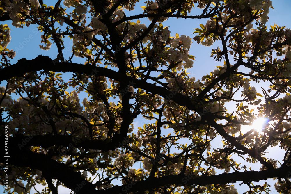 Obraz premium tree with leaves and flowers in the blue sky. blooming tree in spring. white flowers of cherry tree. Springtime. Branch of a blossoming apple or cherry tree. bloom of spring trees in bright sunlight.