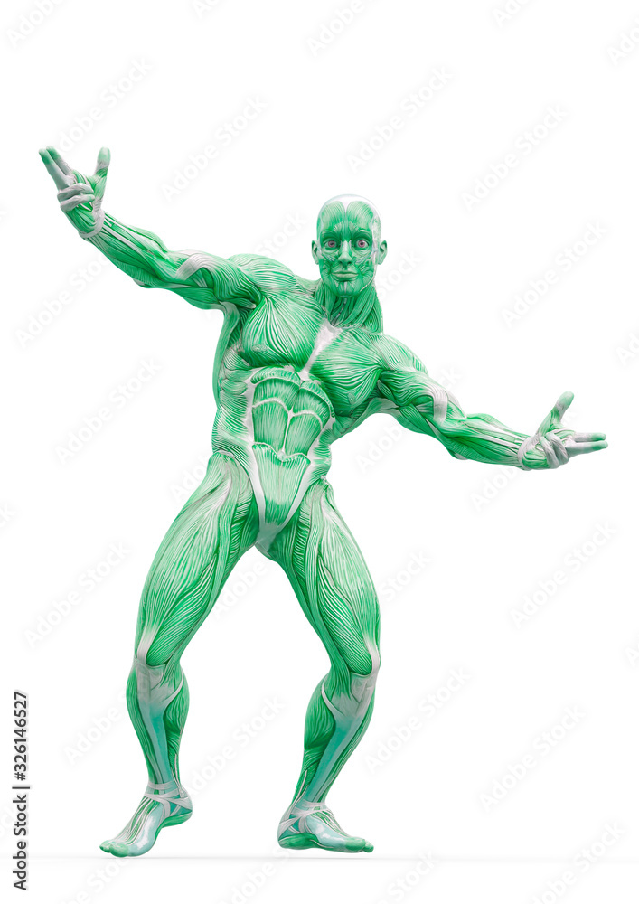 muscleman anatomy heroic body dancing pose two in white background muscleman anatomy heroic body dancing pose two in white background