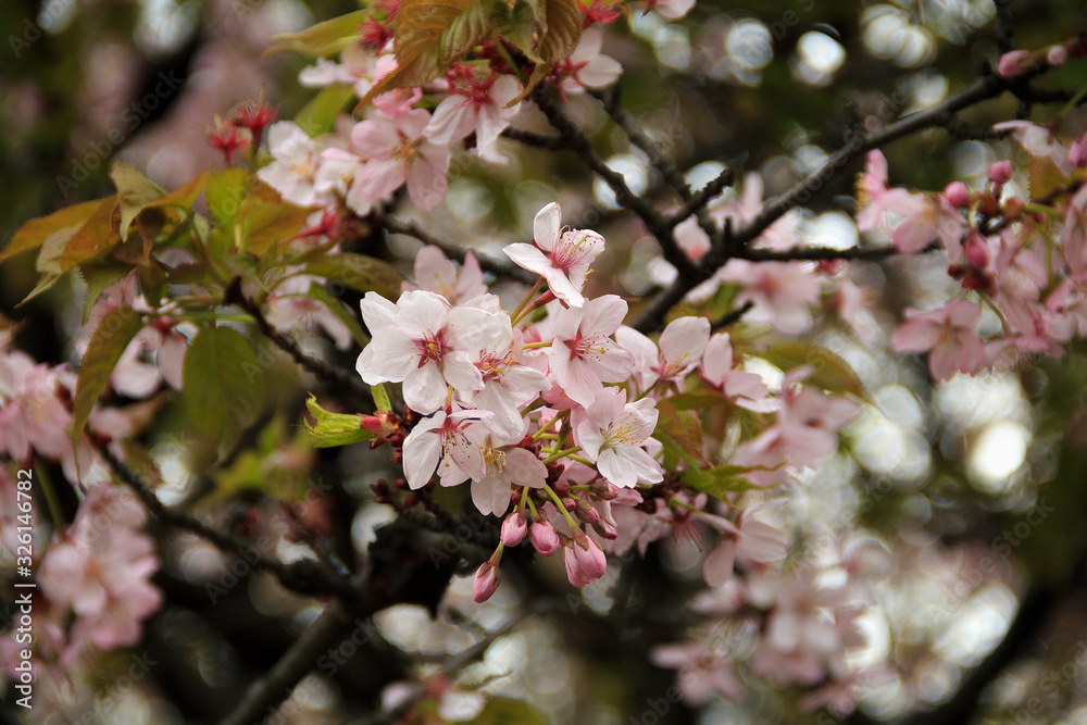 springtime. pink cherry blossom in the spring. flowers against to the blue sky. copy space springtime. pink cherry blossom in the spring. flowers against to the blue sky. copy space