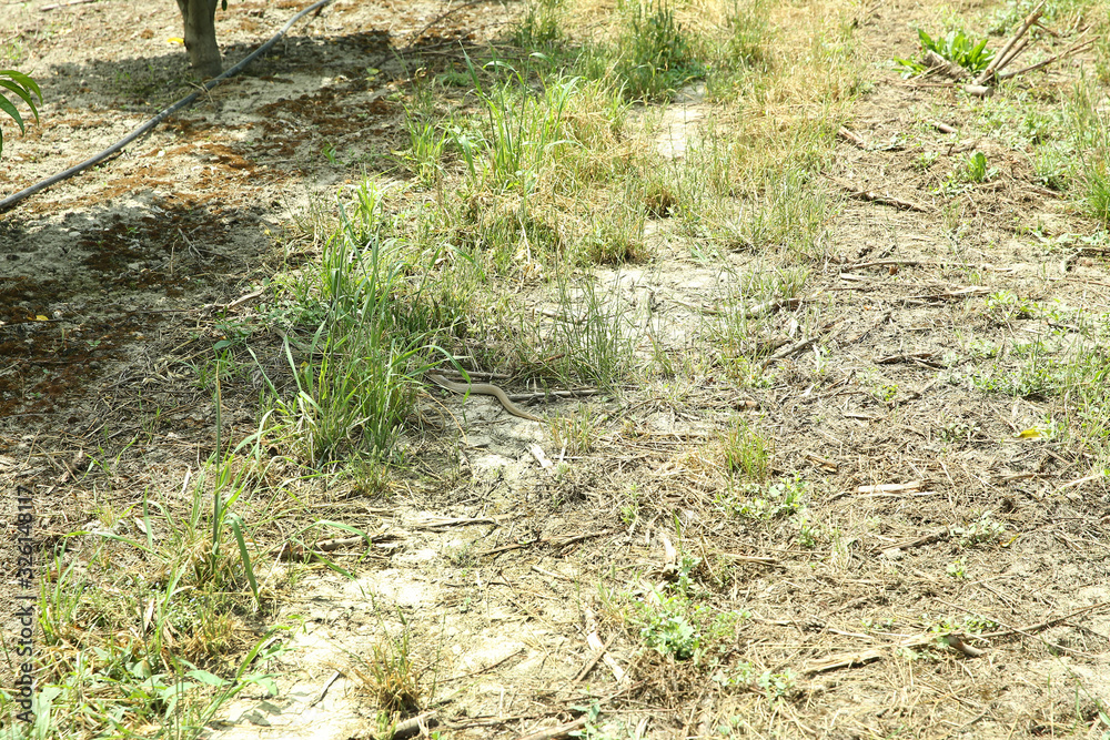 Grass Snake coiled in vibrant green grass Grass Snake Grass Snake . snake in the grass . Grass Snake coiled in vibrant green grass Grass Snake Grass Snake . snake in the grass .