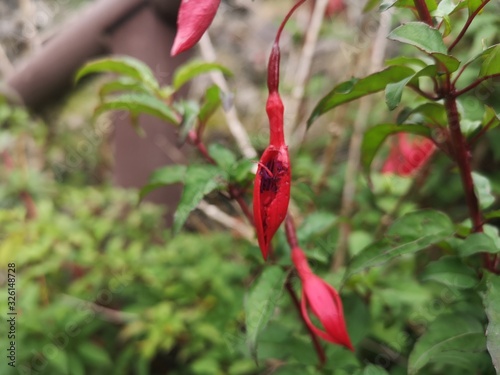 Plantas de la patagonia chilena