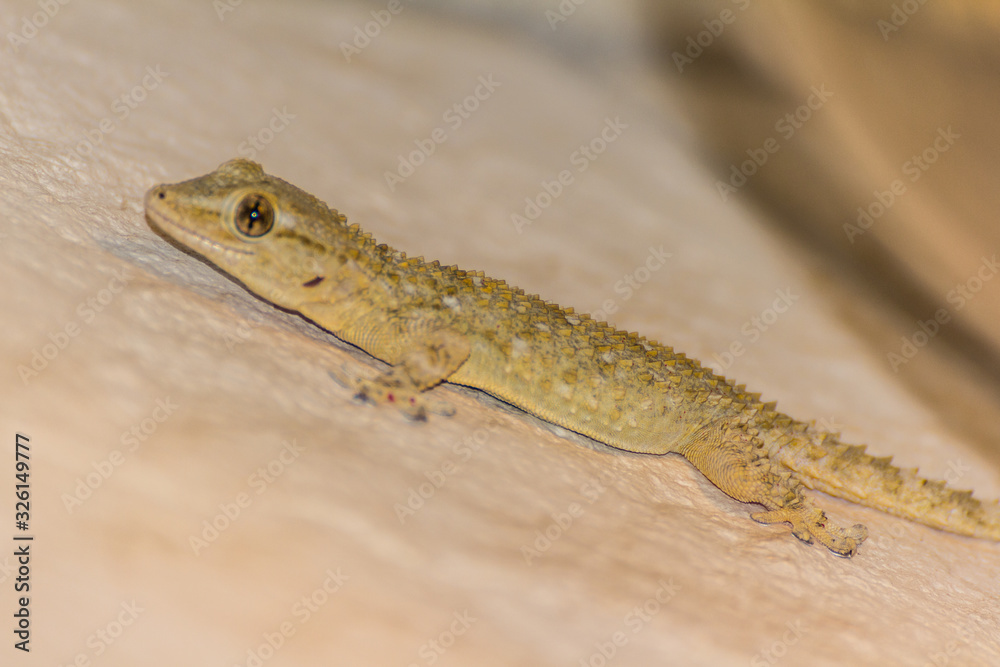 Naklejka premium A geek on the wall is waiting for the dinner