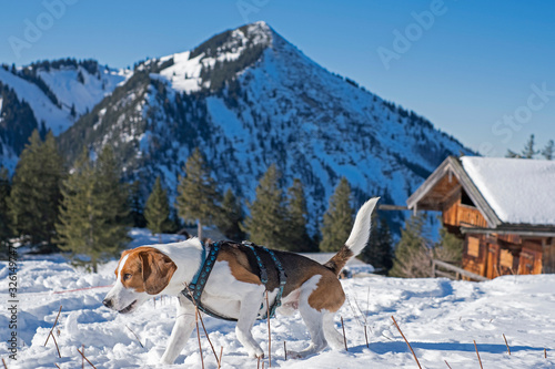 Beagle an der Bodenschneid © Hans und Christa Ede