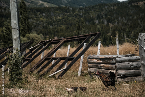 railway in the forest