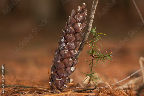 Pine cone