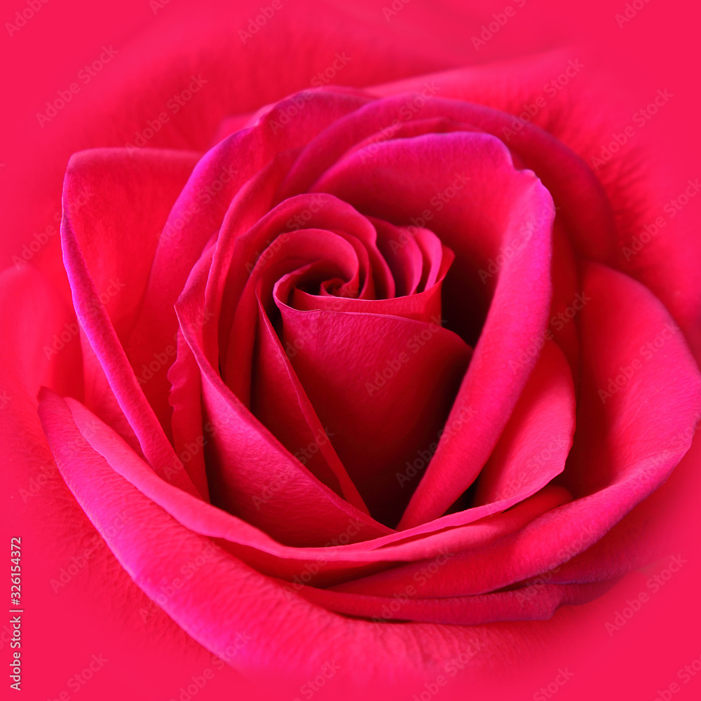 Naklejka premium Stunning closeup of vibrant red rose